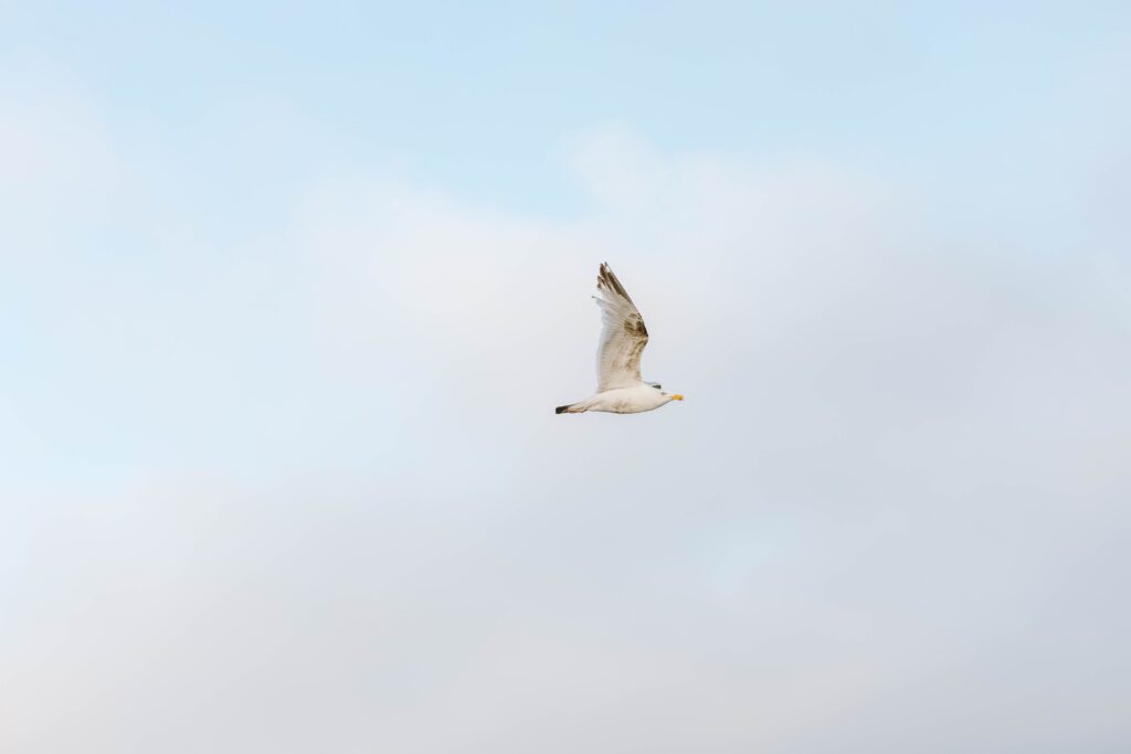 bird flying in sky taken by massachusetts photographer